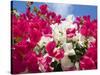 Bougainvillea, Cayman Brac, Cayman Islands, Caribbean-Greg Johnston-Stretched Canvas