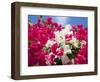 Bougainvillea, Cayman Brac, Cayman Islands, Caribbean-Greg Johnston-Framed Photographic Print