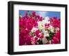 Bougainvillea, Cayman Brac, Cayman Islands, Caribbean-Greg Johnston-Framed Photographic Print