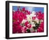 Bougainvillea, Cayman Brac, Cayman Islands, Caribbean-Greg Johnston-Framed Photographic Print