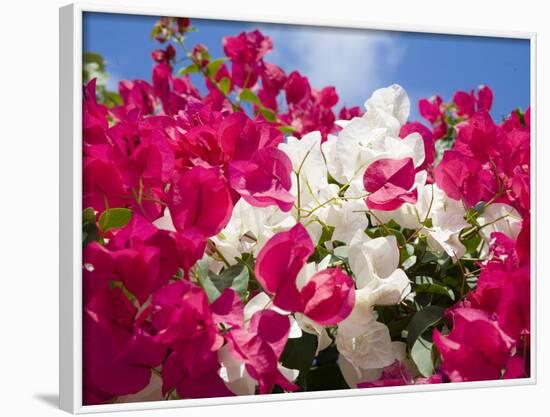 Bougainvillea, Cayman Brac, Cayman Islands, Caribbean-Greg Johnston-Framed Photographic Print