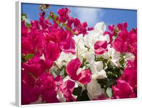 Bougainvillea, Cayman Brac, Cayman Islands, Caribbean-Greg Johnston-Framed Photographic Print