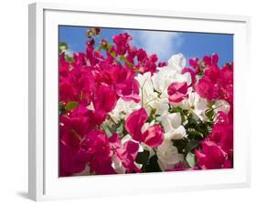 Bougainvillea, Cayman Brac, Cayman Islands, Caribbean-Greg Johnston-Framed Photographic Print