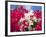 Bougainvillea, Cayman Brac, Cayman Islands, Caribbean-Greg Johnston-Framed Photographic Print