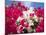 Bougainvillea, Cayman Brac, Cayman Islands, Caribbean-Greg Johnston-Mounted Photographic Print