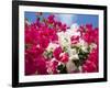 Bougainvillea, Cayman Brac, Cayman Islands, Caribbean-Greg Johnston-Framed Photographic Print