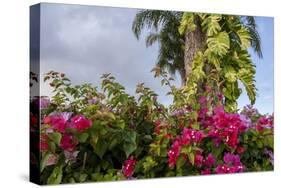 Bougainvillea Flora, Bavaro, Higuey, Punta Cana, Dominican Republic-Lisa S. Engelbrecht-Stretched Canvas