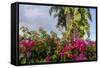 Bougainvillea Flora, Bavaro, Higuey, Punta Cana, Dominican Republic-Lisa S. Engelbrecht-Framed Stretched Canvas