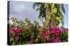 Bougainvillea Flora, Bavaro, Higuey, Punta Cana, Dominican Republic-Lisa S. Engelbrecht-Stretched Canvas