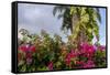 Bougainvillea Flora, Bavaro, Higuey, Punta Cana, Dominican Republic-Lisa S. Engelbrecht-Framed Stretched Canvas