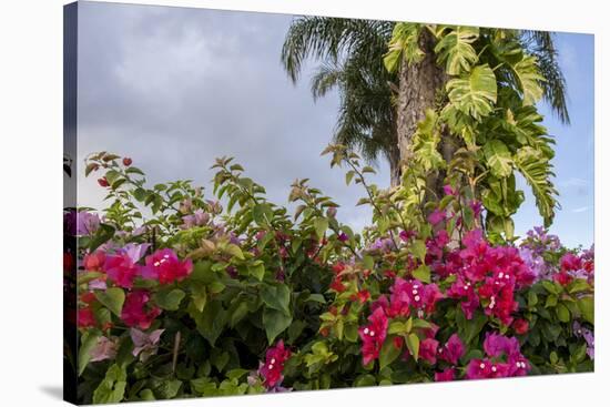 Bougainvillea Flora, Bavaro, Higuey, Punta Cana, Dominican Republic-Lisa S. Engelbrecht-Stretched Canvas