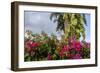 Bougainvillea Flora, Bavaro, Higuey, Punta Cana, Dominican Republic-Lisa S. Engelbrecht-Framed Photographic Print