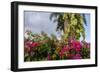 Bougainvillea Flora, Bavaro, Higuey, Punta Cana, Dominican Republic-Lisa S. Engelbrecht-Framed Photographic Print