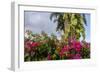 Bougainvillea Flora, Bavaro, Higuey, Punta Cana, Dominican Republic-Lisa S. Engelbrecht-Framed Photographic Print