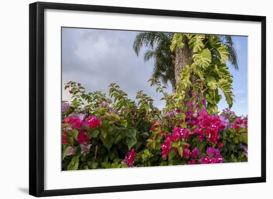 Bougainvillea Flora, Bavaro, Higuey, Punta Cana, Dominican Republic-Lisa S. Engelbrecht-Framed Photographic Print