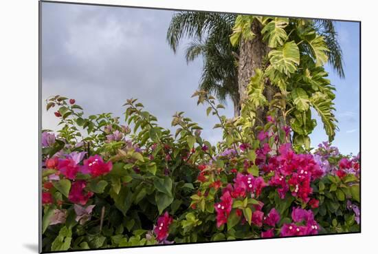 Bougainvillea Flora, Bavaro, Higuey, Punta Cana, Dominican Republic-Lisa S. Engelbrecht-Mounted Photographic Print