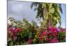 Bougainvillea Flora, Bavaro, Higuey, Punta Cana, Dominican Republic-Lisa S. Engelbrecht-Mounted Photographic Print