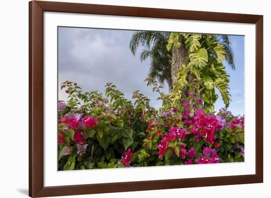 Bougainvillea Flora, Bavaro, Higuey, Punta Cana, Dominican Republic-Lisa S. Engelbrecht-Framed Photographic Print