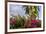 Bougainvillea Flora, Bavaro, Higuey, Punta Cana, Dominican Republic-Lisa S. Engelbrecht-Framed Photographic Print