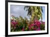 Bougainvillea Flora, Bavaro, Higuey, Punta Cana, Dominican Republic-Lisa S. Engelbrecht-Framed Photographic Print