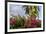 Bougainvillea Flora, Bavaro, Higuey, Punta Cana, Dominican Republic-Lisa S. Engelbrecht-Framed Photographic Print