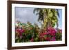 Bougainvillea Flora, Bavaro, Higuey, Punta Cana, Dominican Republic-Lisa S. Engelbrecht-Framed Photographic Print