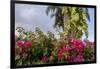 Bougainvillea Flora, Bavaro, Higuey, Punta Cana, Dominican Republic-Lisa S. Engelbrecht-Framed Photographic Print