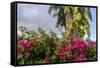 Bougainvillea Flora, Bavaro, Higuey, Punta Cana, Dominican Republic-Lisa S. Engelbrecht-Framed Stretched Canvas