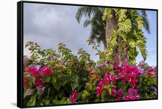 Bougainvillea Flora, Bavaro, Higuey, Punta Cana, Dominican Republic-Lisa S. Engelbrecht-Framed Stretched Canvas