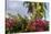 Bougainvillea Flora, Bavaro, Higuey, Punta Cana, Dominican Republic-Lisa S. Engelbrecht-Stretched Canvas