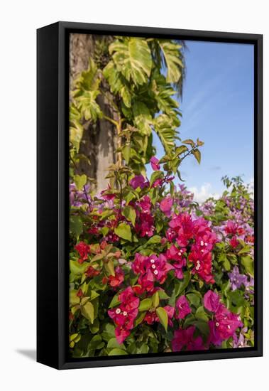 Bougainvillea Flora, Bavaro, Higuey, Punta Cana, Dominican Republic-Lisa S. Engelbrecht-Framed Stretched Canvas