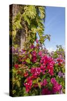 Bougainvillea Flora, Bavaro, Higuey, Punta Cana, Dominican Republic-Lisa S. Engelbrecht-Stretched Canvas