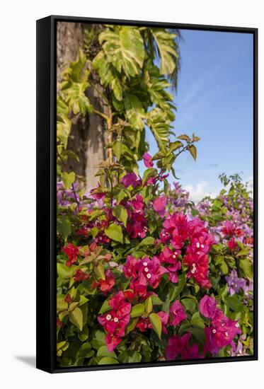 Bougainvillea Flora, Bavaro, Higuey, Punta Cana, Dominican Republic-Lisa S. Engelbrecht-Framed Stretched Canvas