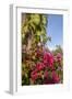 Bougainvillea Flora, Bavaro, Higuey, Punta Cana, Dominican Republic-Lisa S. Engelbrecht-Framed Photographic Print