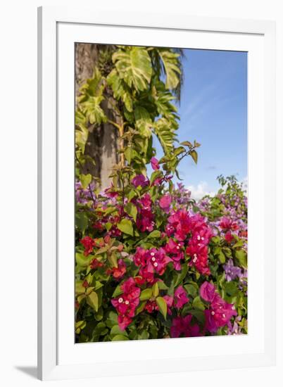 Bougainvillea Flora, Bavaro, Higuey, Punta Cana, Dominican Republic-Lisa S. Engelbrecht-Framed Photographic Print