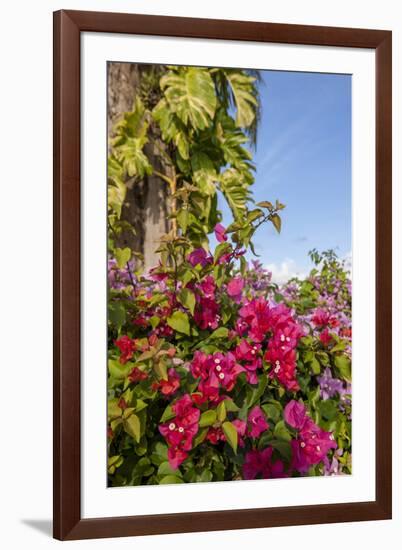 Bougainvillea Flora, Bavaro, Higuey, Punta Cana, Dominican Republic-Lisa S. Engelbrecht-Framed Photographic Print