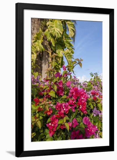 Bougainvillea Flora, Bavaro, Higuey, Punta Cana, Dominican Republic-Lisa S. Engelbrecht-Framed Photographic Print