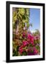 Bougainvillea Flora, Bavaro, Higuey, Punta Cana, Dominican Republic-Lisa S. Engelbrecht-Framed Photographic Print