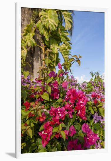 Bougainvillea Flora, Bavaro, Higuey, Punta Cana, Dominican Republic-Lisa S. Engelbrecht-Framed Photographic Print