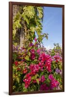 Bougainvillea Flora, Bavaro, Higuey, Punta Cana, Dominican Republic-Lisa S. Engelbrecht-Framed Photographic Print