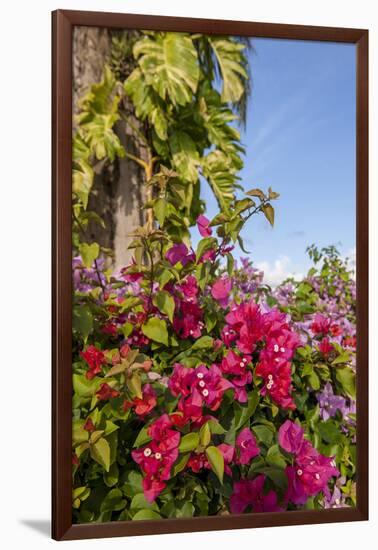 Bougainvillea Flora, Bavaro, Higuey, Punta Cana, Dominican Republic-Lisa S. Engelbrecht-Framed Photographic Print