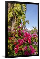 Bougainvillea Flora, Bavaro, Higuey, Punta Cana, Dominican Republic-Lisa S. Engelbrecht-Framed Photographic Print