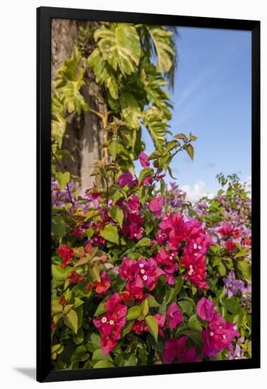 Bougainvillea Flora, Bavaro, Higuey, Punta Cana, Dominican Republic-Lisa S. Engelbrecht-Framed Photographic Print