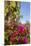 Bougainvillea Flora, Bavaro, Higuey, Punta Cana, Dominican Republic-Lisa S. Engelbrecht-Mounted Premium Photographic Print