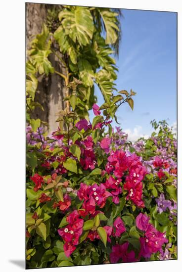 Bougainvillea Flora, Bavaro, Higuey, Punta Cana, Dominican Republic-Lisa S. Engelbrecht-Mounted Premium Photographic Print