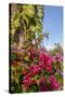 Bougainvillea Flora, Bavaro, Higuey, Punta Cana, Dominican Republic-Lisa S. Engelbrecht-Stretched Canvas