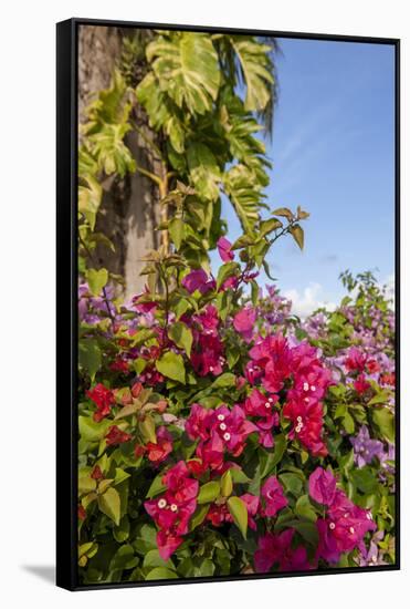 Bougainvillea Flora, Bavaro, Higuey, Punta Cana, Dominican Republic-Lisa S. Engelbrecht-Framed Stretched Canvas