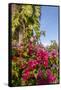 Bougainvillea Flora, Bavaro, Higuey, Punta Cana, Dominican Republic-Lisa S. Engelbrecht-Framed Stretched Canvas