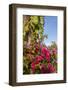 Bougainvillea Flora, Bavaro, Higuey, Punta Cana, Dominican Republic-Lisa S. Engelbrecht-Framed Photographic Print