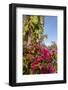 Bougainvillea Flora, Bavaro, Higuey, Punta Cana, Dominican Republic-Lisa S. Engelbrecht-Framed Photographic Print